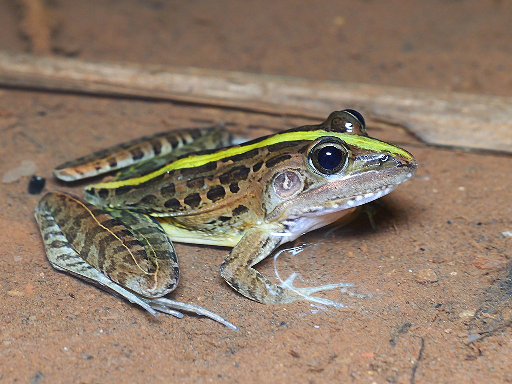 Photograph